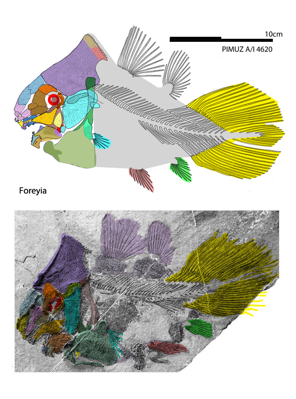 Foreyia diagram