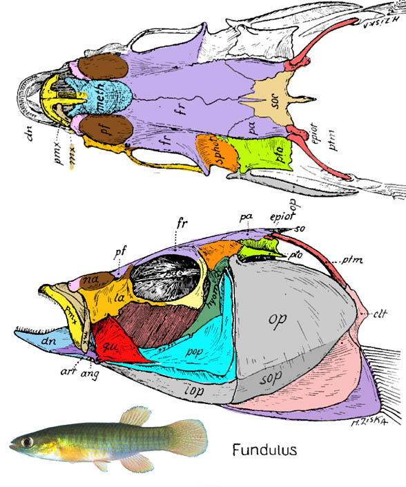 Fundulus skull