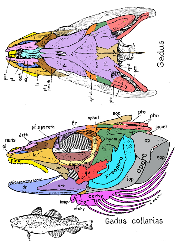 Gadus diagram