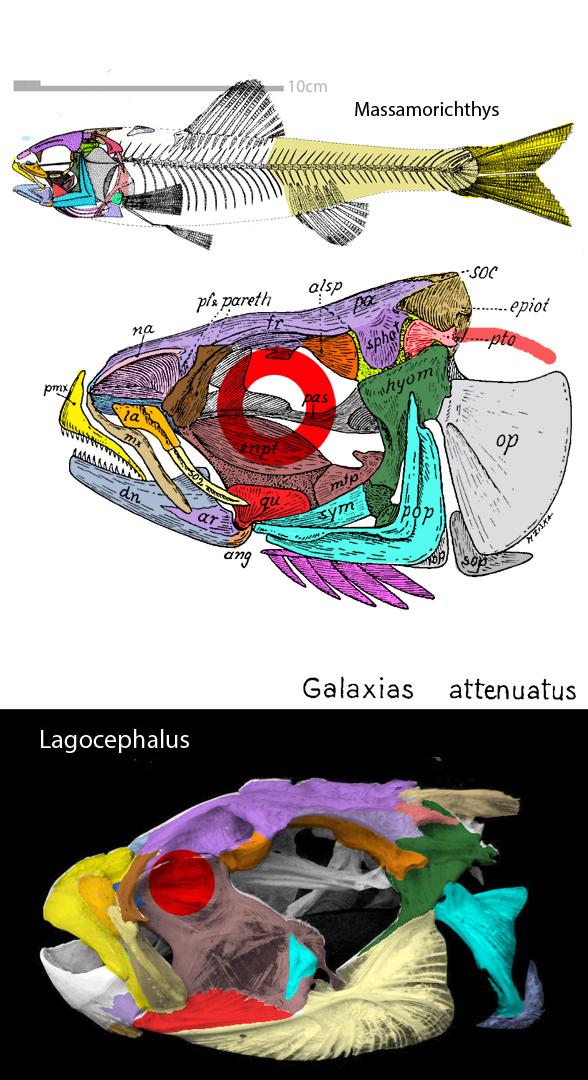 Galaxias, Mola and Lagocephalus skulls
