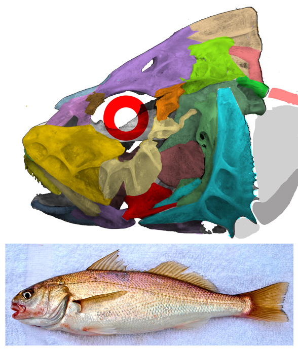 Genyonemus white croaker