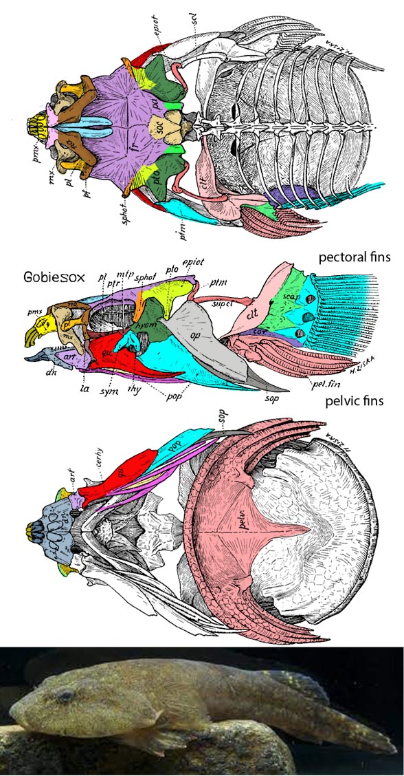 Gobiesox skull and invivo