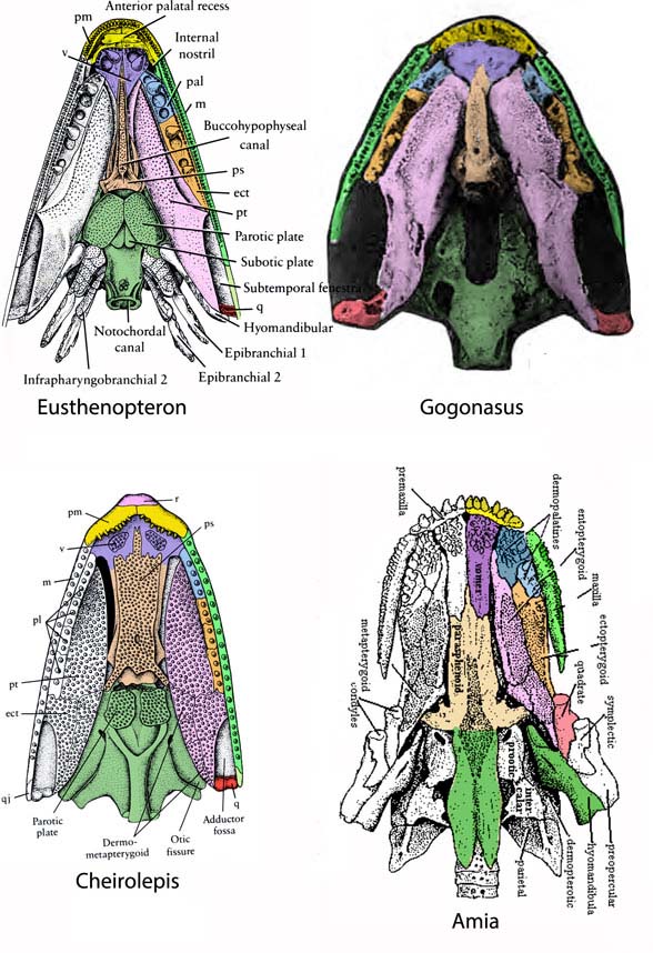 gogonasus palate evolution