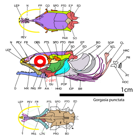 Gorgasia skull