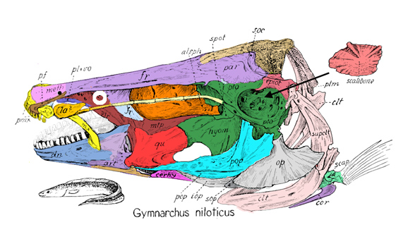 Gymnarchus skull