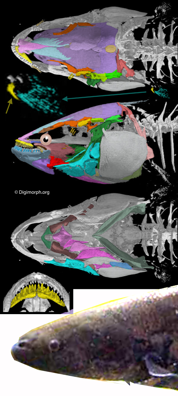 Gymnotus skull