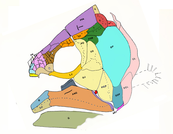 Hadronector skull
