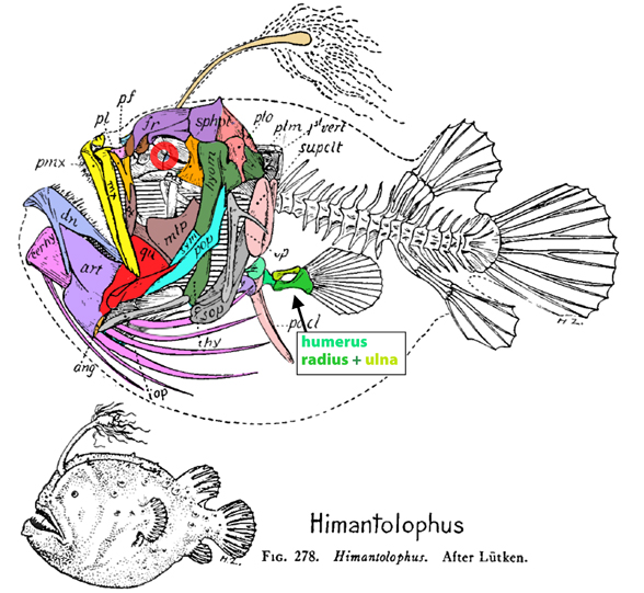 Himantolophus