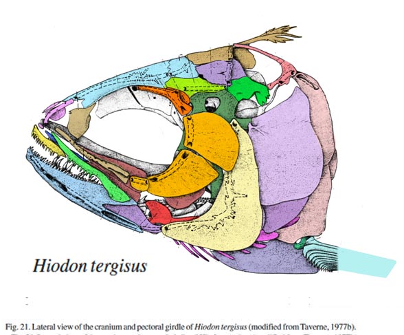 Hiodon skull diagram