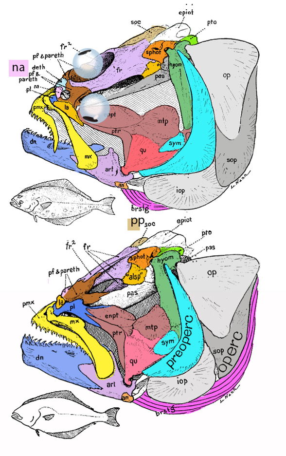 Hippoglossus