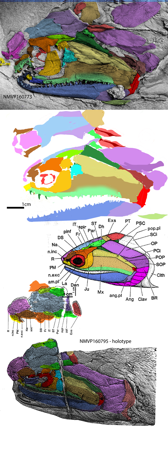 howqualepis skull