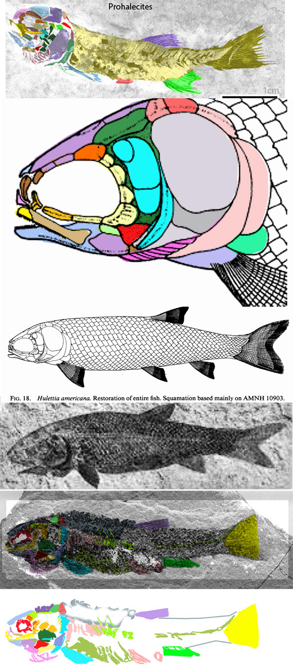 Hulettia diagram