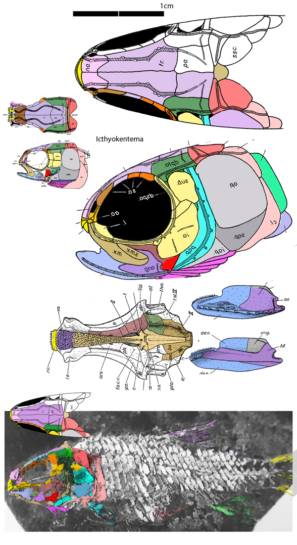 Ichthyokentema skull