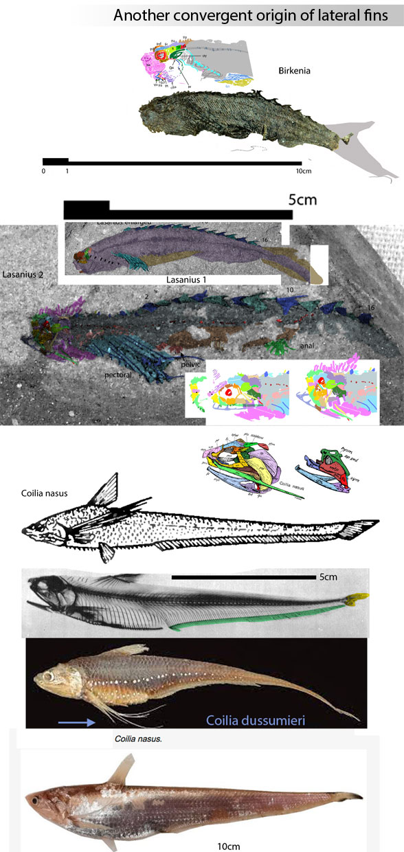 Lasanius, Birkenia and Coilia &ndash; the origin of fins in the tetrapod lineage3