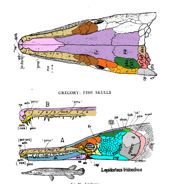 Lepidosteus tristoechus