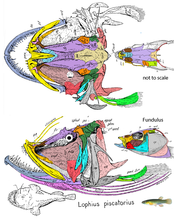 Lophius skull diagram