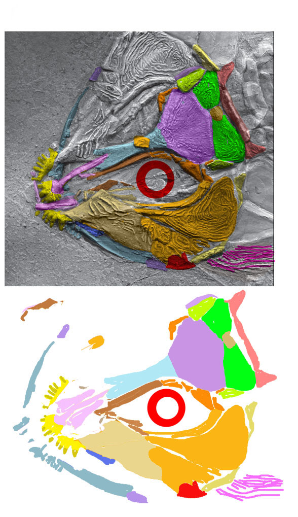 Luganoia skull