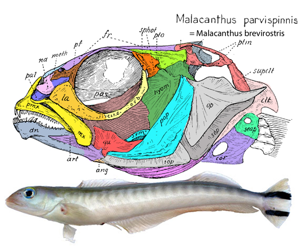 Malacanthus