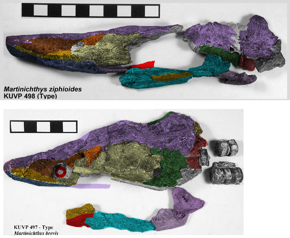 Martinichthys