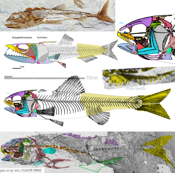Massamorichthys in situ