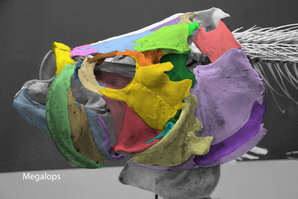 Megalops skull