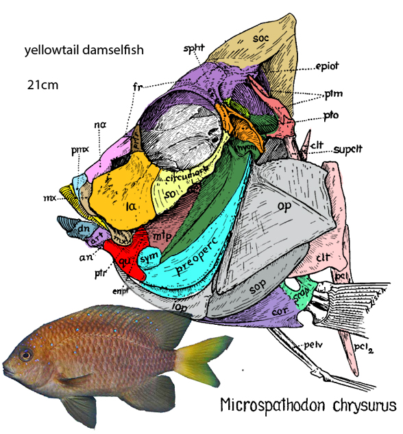Microspathodon