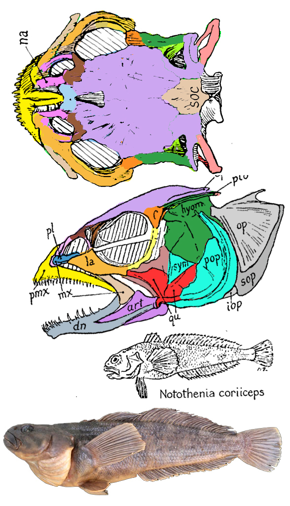 Notothenia skull