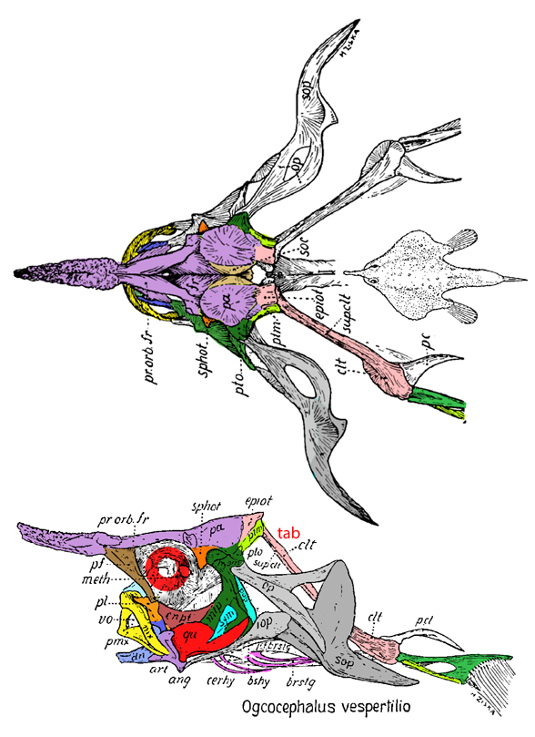 Ogcocephalus skull