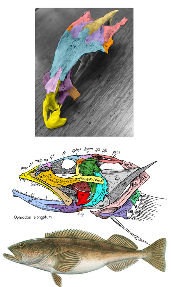 Ophiodon