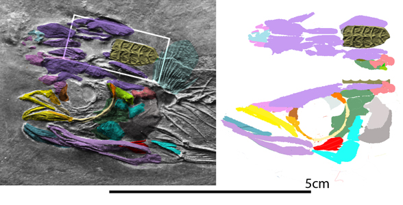 Opisthomyzon skull