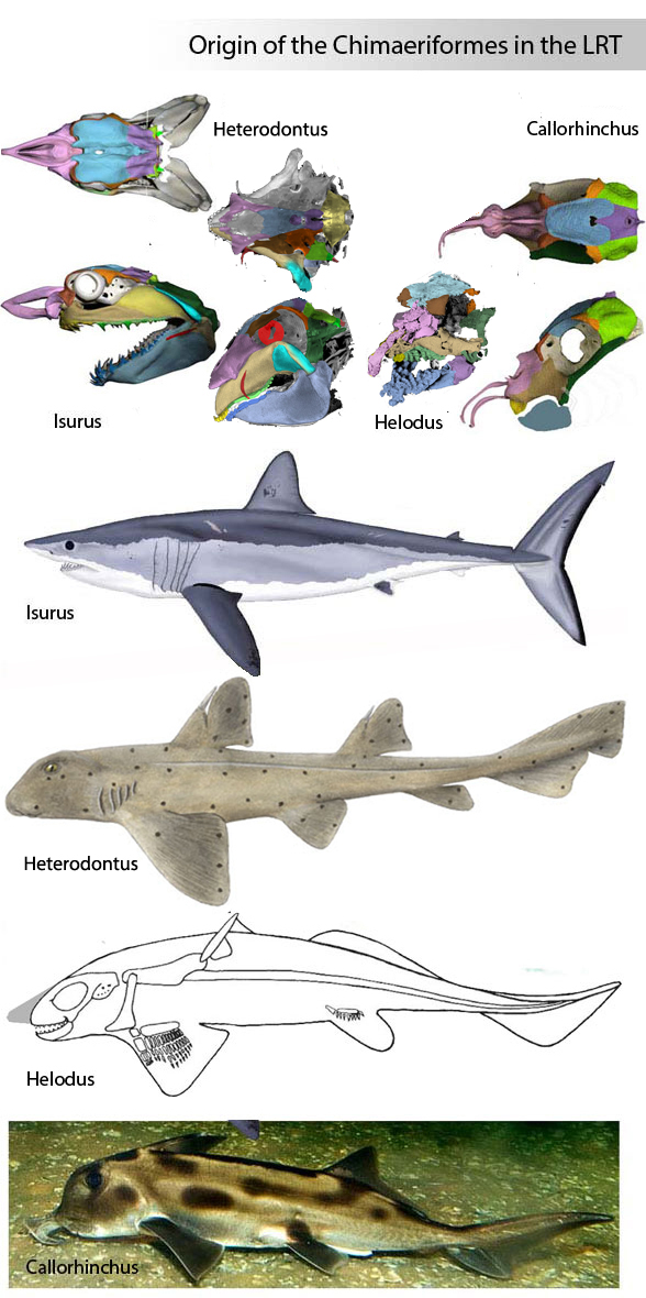 Origin of chimaeriformes including Helodus