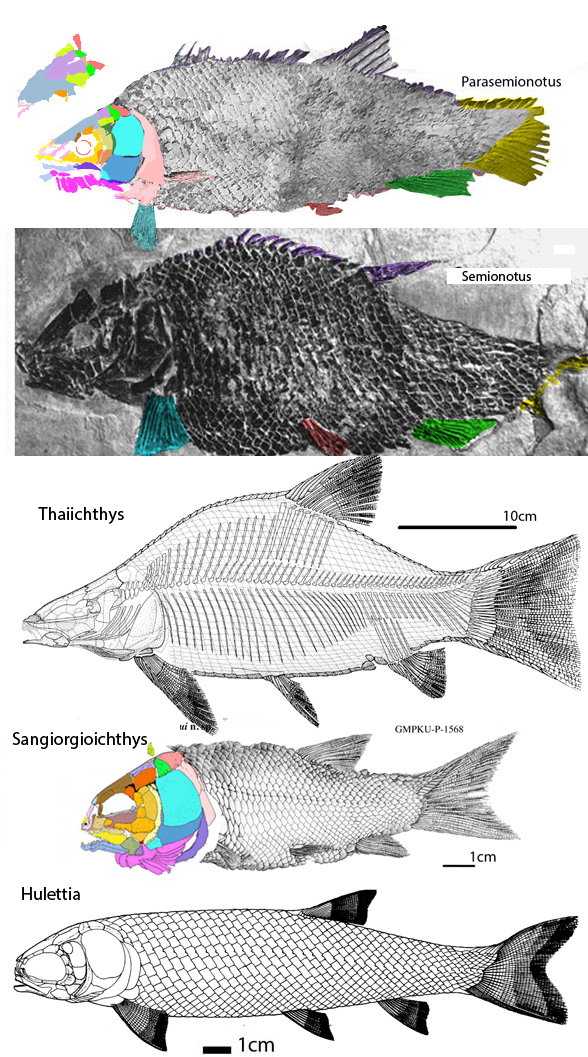 Parasemionotus