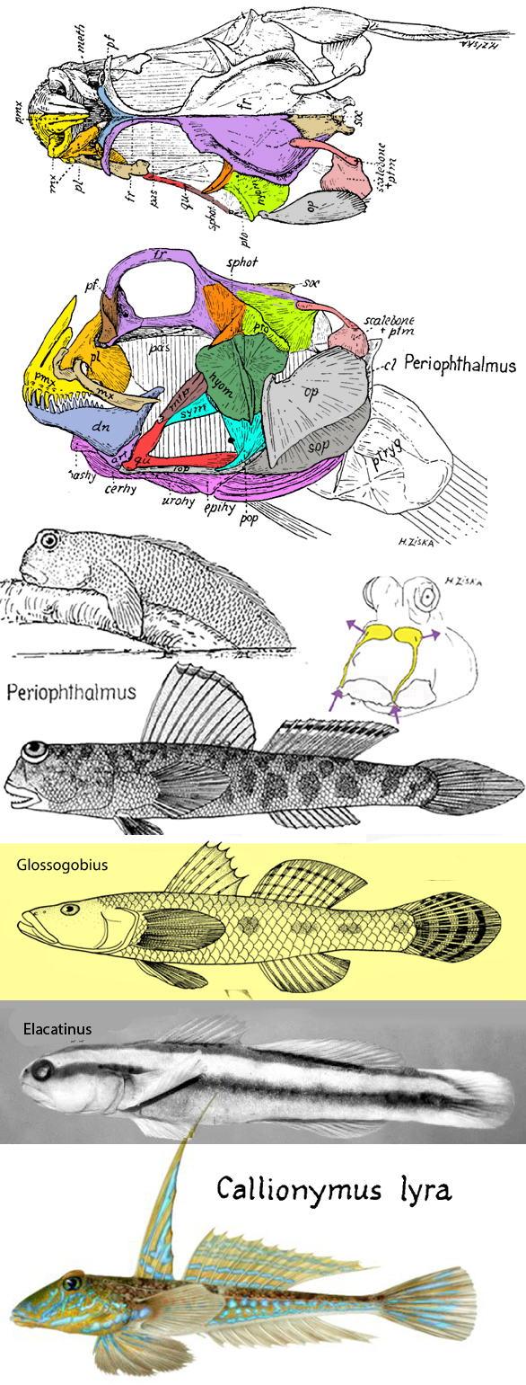 Periophthalmus skull