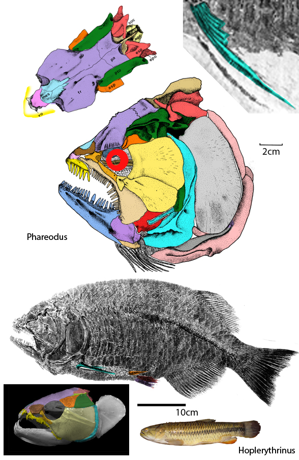Phaerodus 