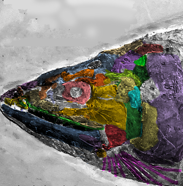 Pholidophorus radians skull