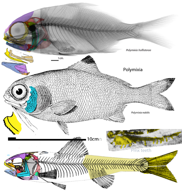 Polymixia the beardfish