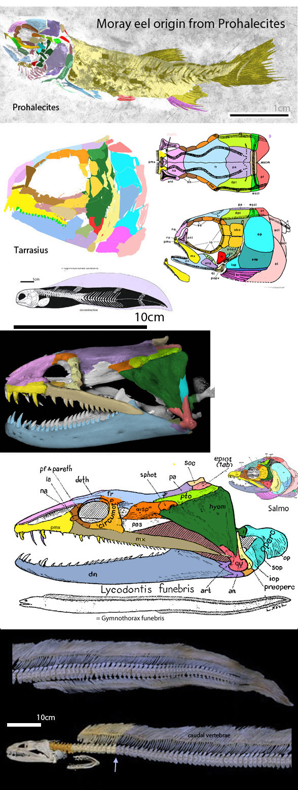 Prohalecites Gymnothorax