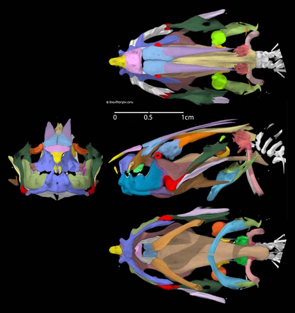 Protopterus skull