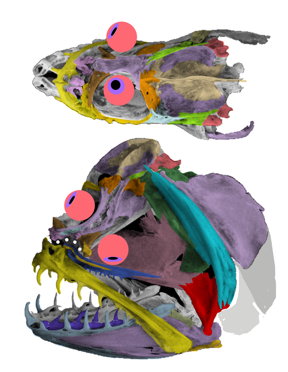 Psettodes