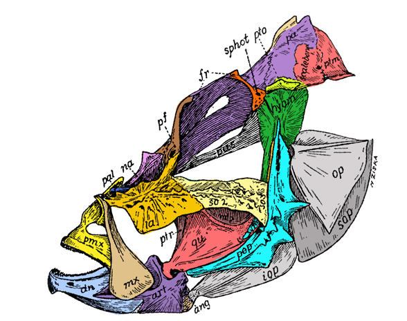 Pterois skull diagram