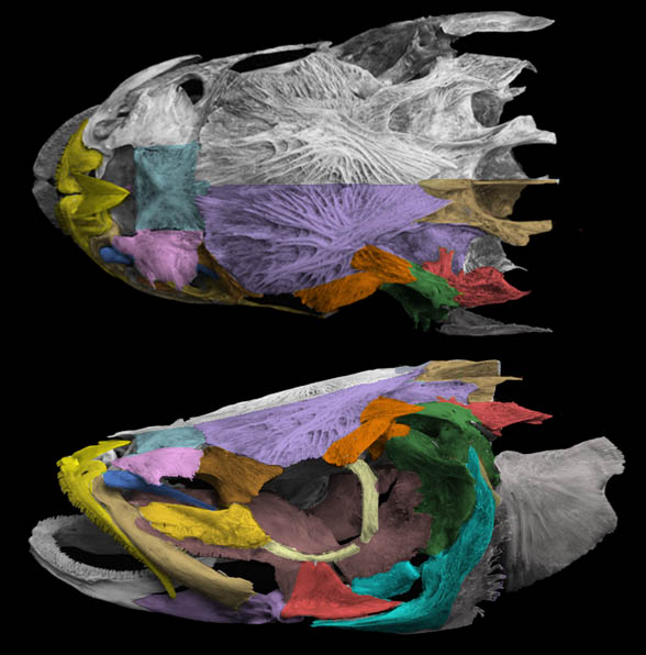 Rachycentron skull
