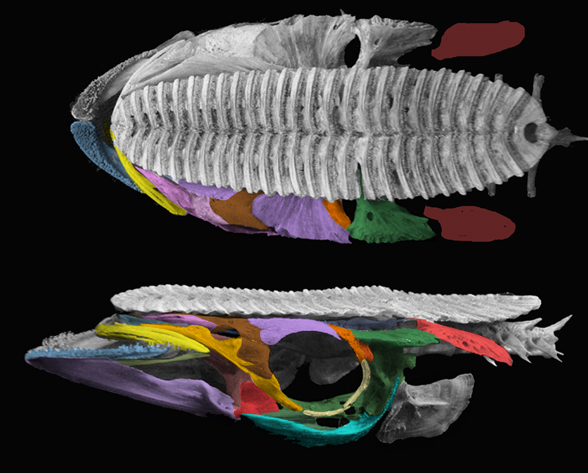Remora skull