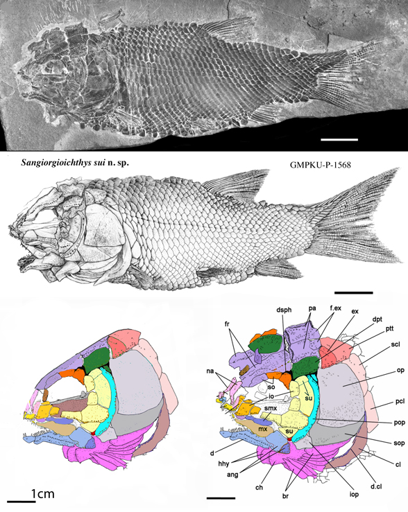 sangiorgioicthys