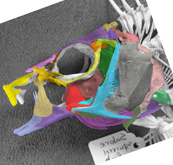Sargocentron skull