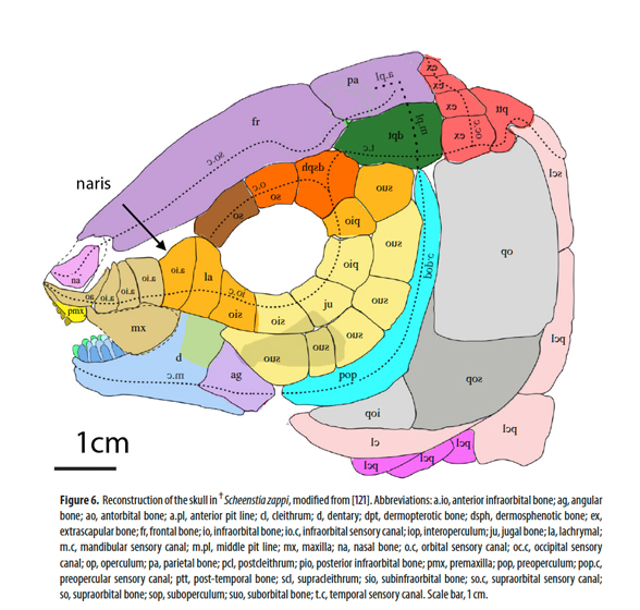 Scheenstia skull diagram