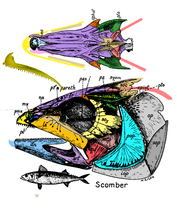 Scomber skull