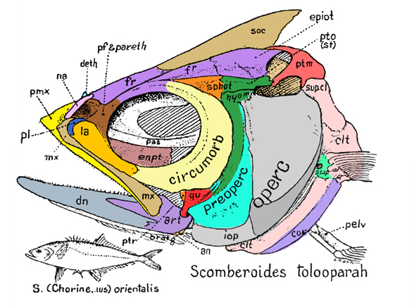 Scomberoides skull