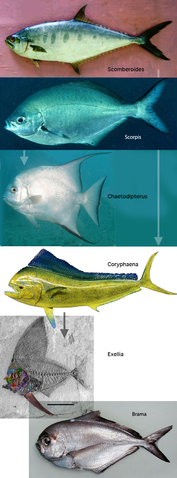 Scomberoides to Exellia evolution