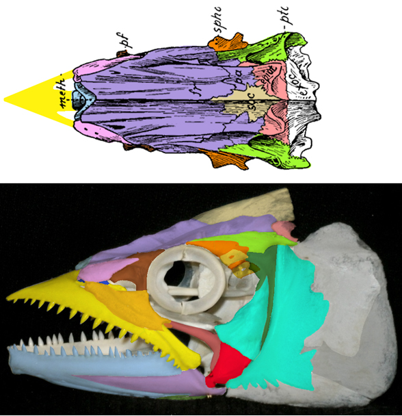 Scomberomorus skull