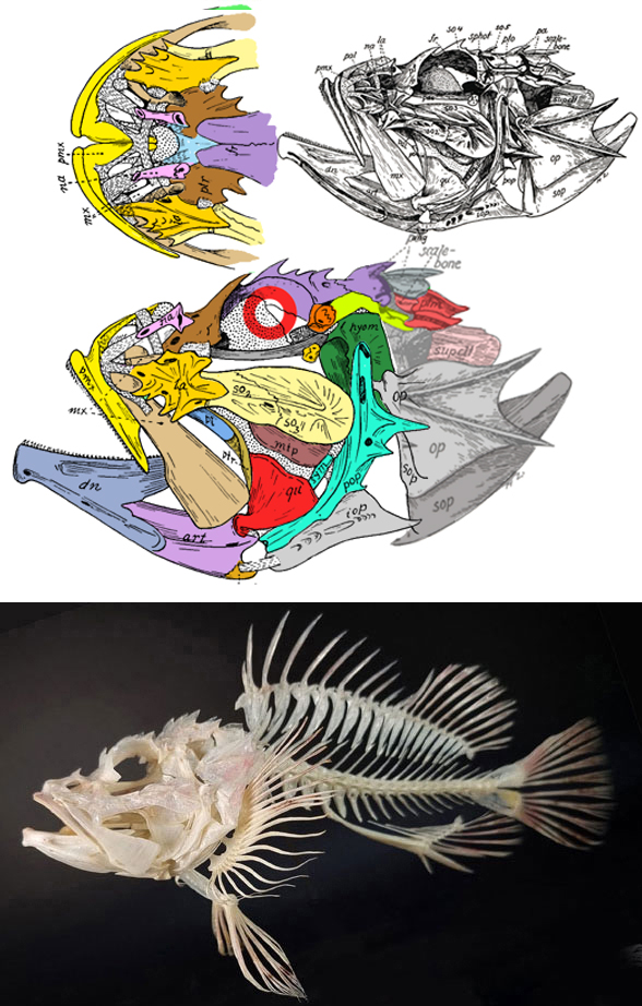 Scorpaena skull and skeleton